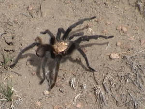 trspider.jpg
